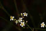 Summer spurge